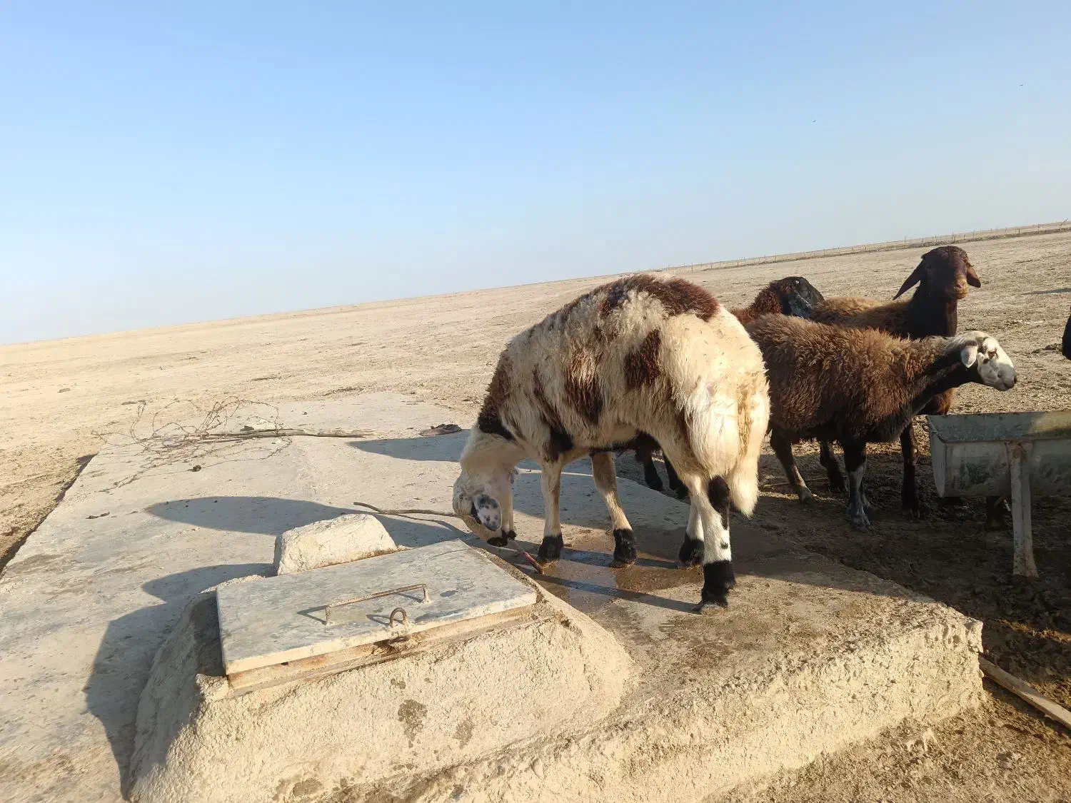 بره قوچی|حیوانات مزرعه|گنبد کاووس, |دیوار