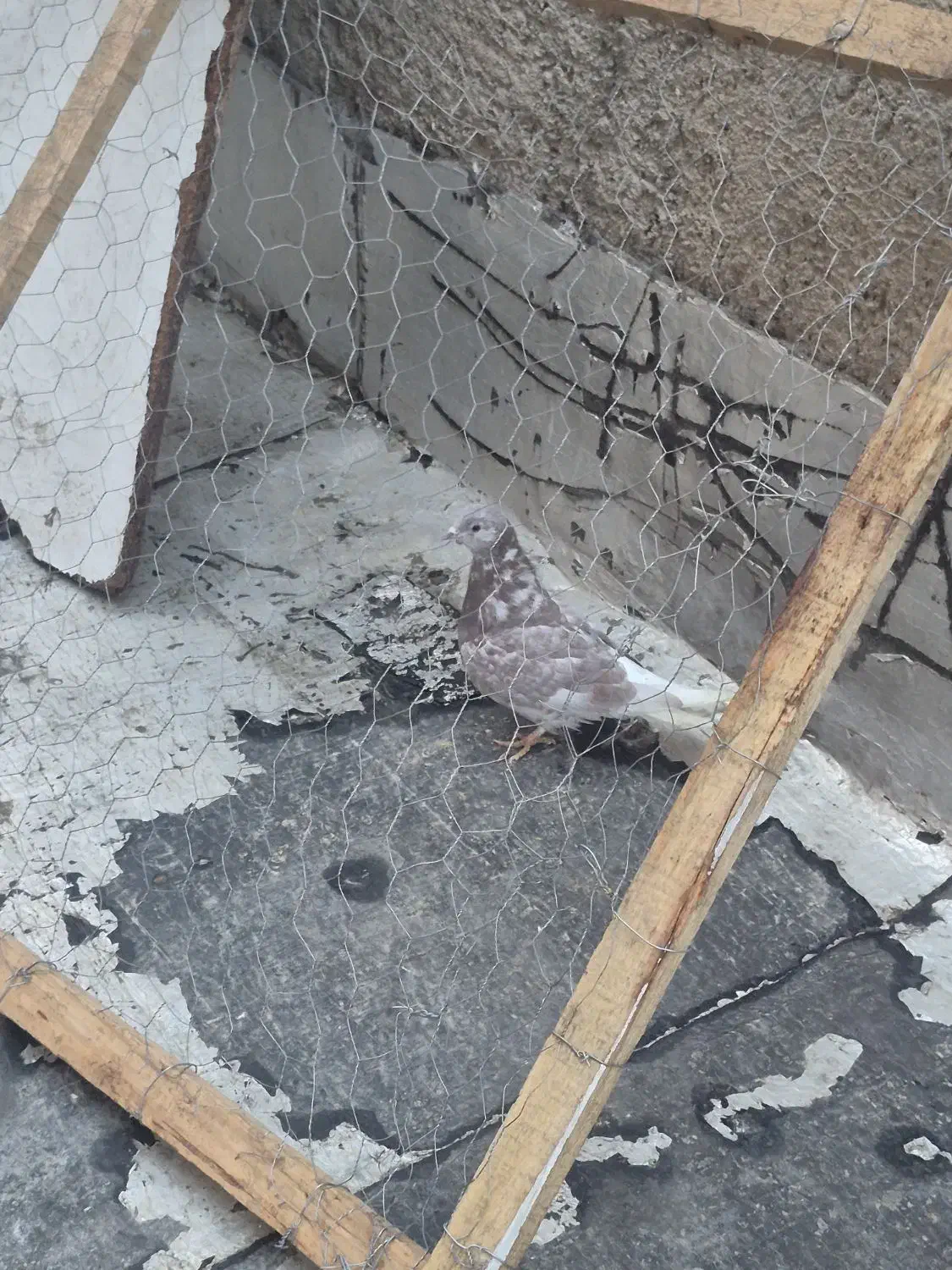 ۱۱ عدد کبوتر|پرنده|تبریز, |دیوار