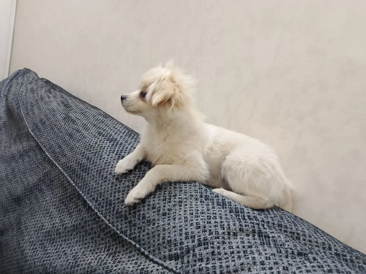 سگ پامر اشبیز ۵ ماهه|سگ|تهران, مسعودیه|دیوار