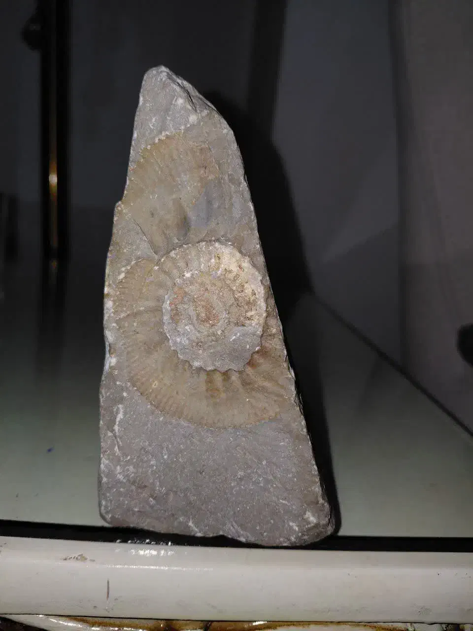 سنگ فسیلی|کلکسیون اشیاء عتیقه|چهاردانگه (تهران), |دیوار