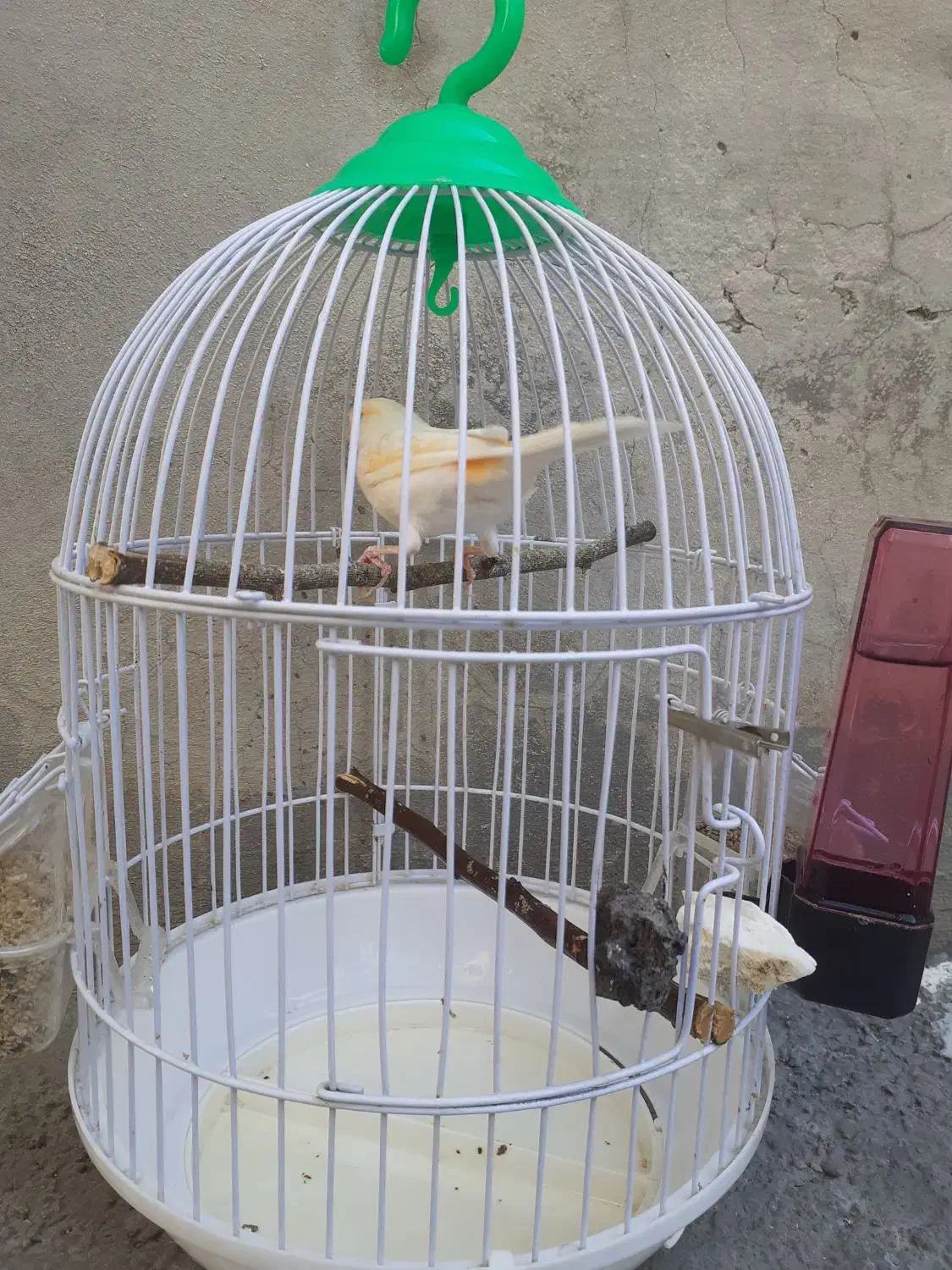 قناری نر یک ساله|پرنده|دینور, |دیوار