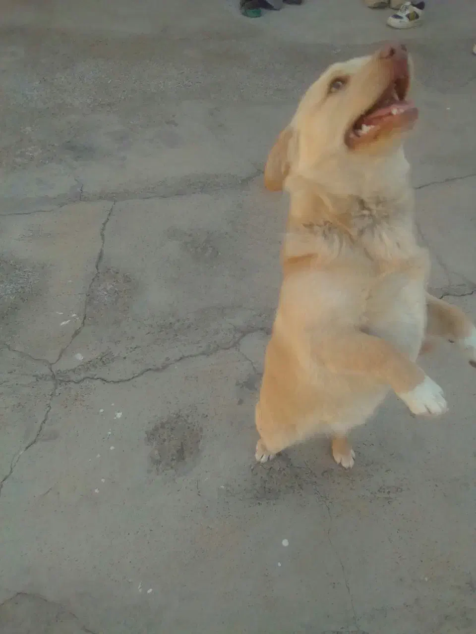 پاپی زرنگ و باهوش|سگ|تربت جام, میان جام|دیوار