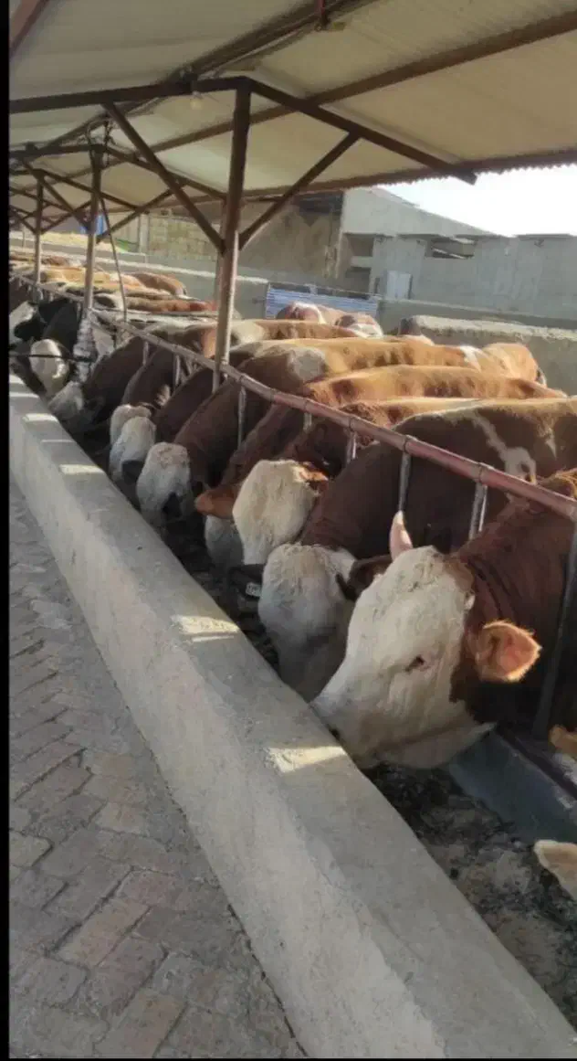 نمایندگی فروش گوساله سیمینتال ،هلشتاسن ،دورگه|حیوانات مزرعه|تبریز, |دیوار