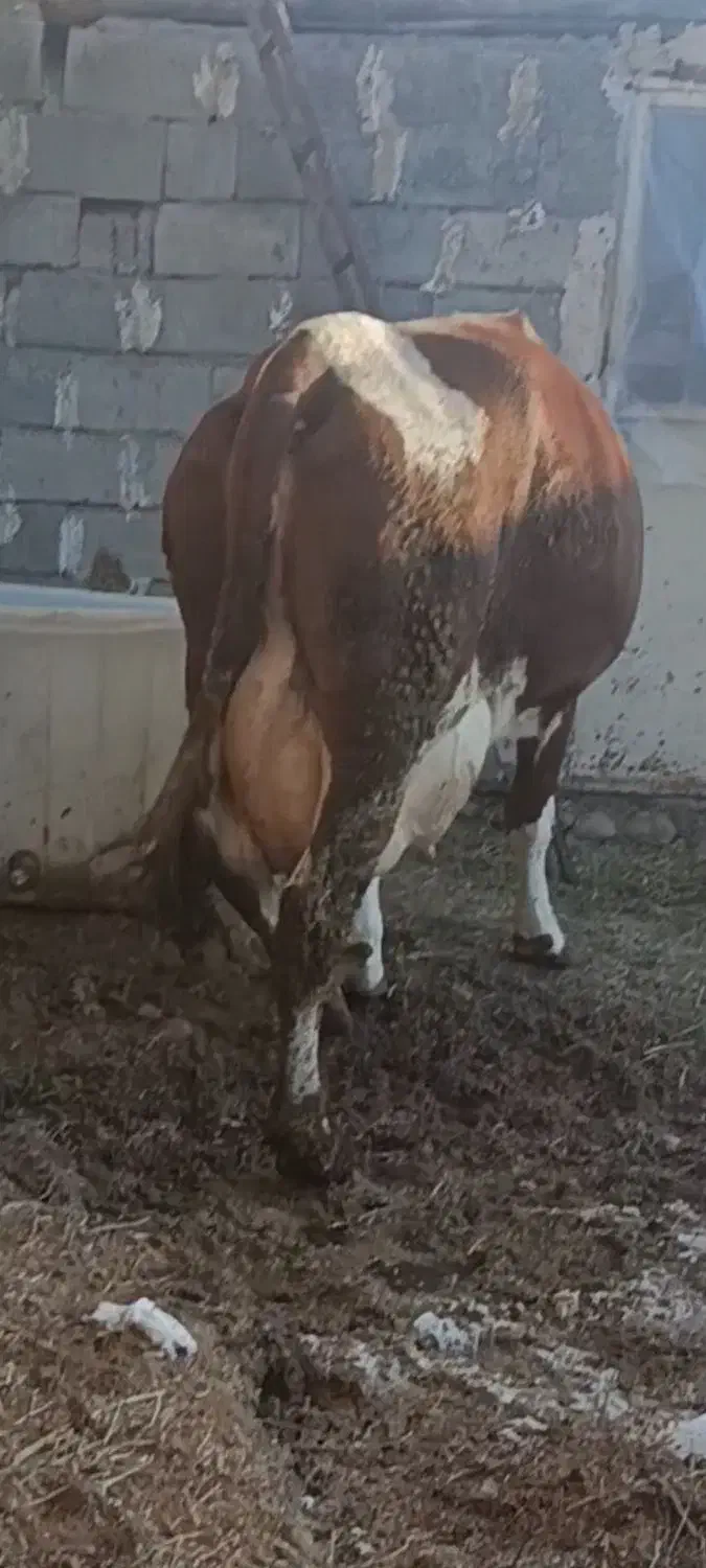 گاو سیمینتال درجه یک|حیوانات مزرعه|هشترود, |دیوار