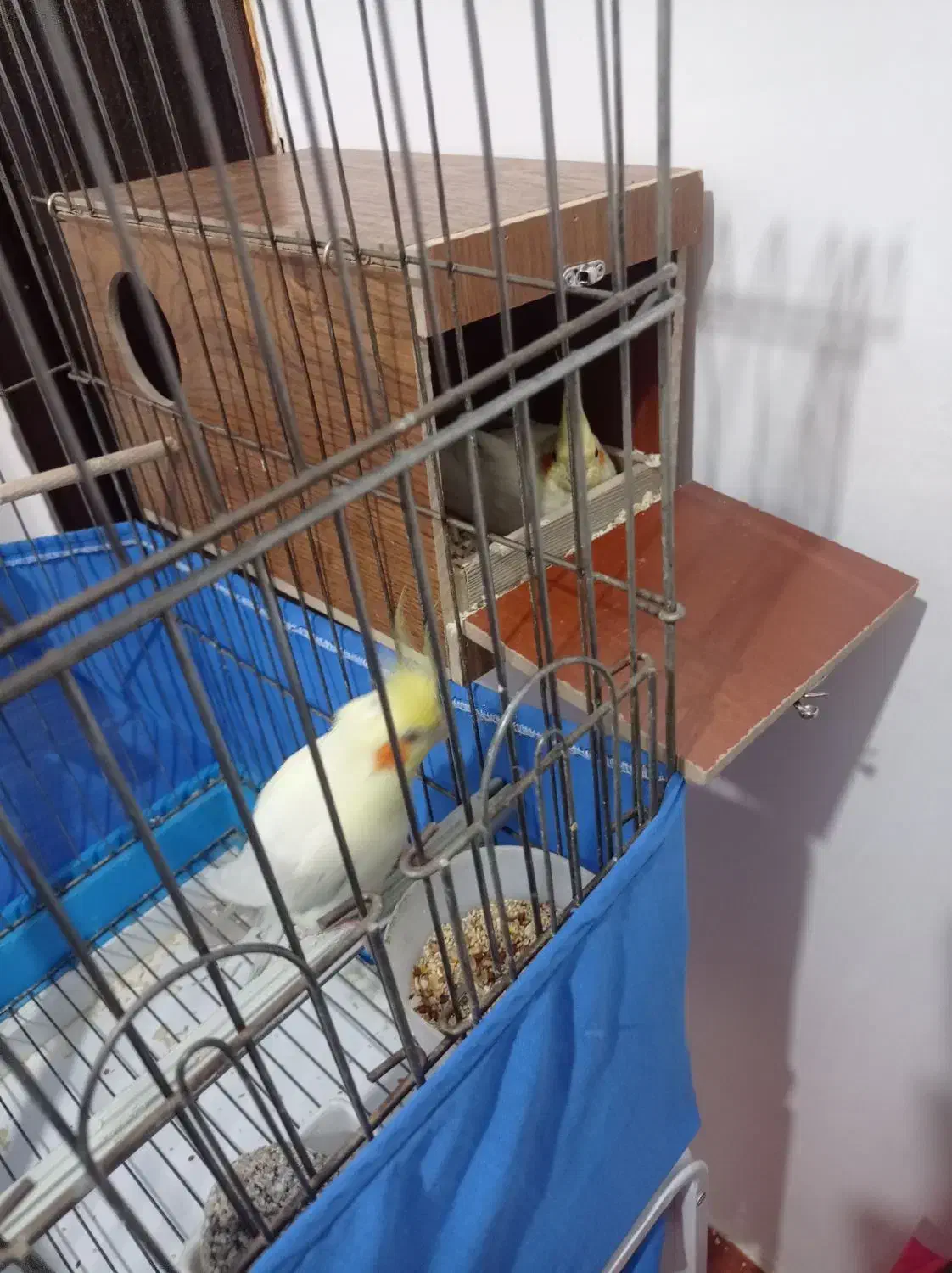 یک جفت عروس هلندی مولد لوتینوسالم سرحال|پرنده|بهارستان, |دیوار