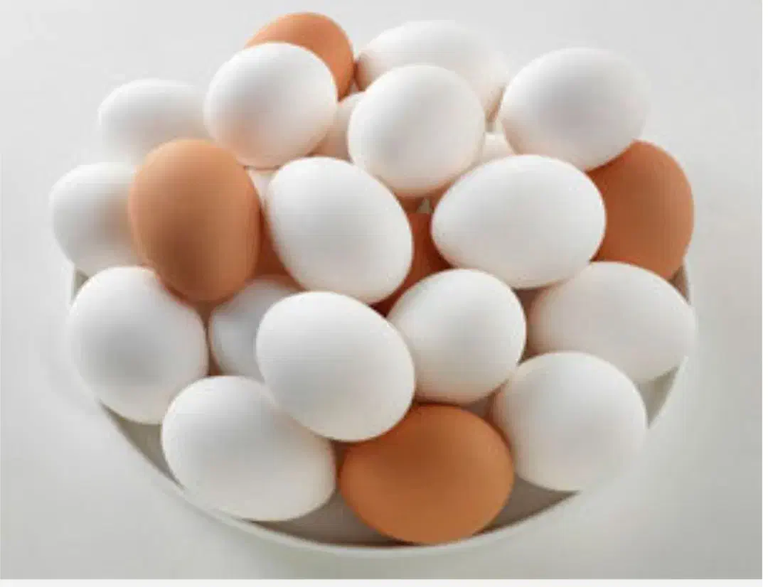 پخش تخم مرغ|خوردنی و آشامیدنی|قم, شهر قائم|دیوار