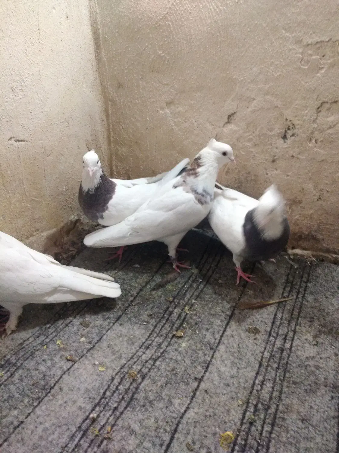 کفتر|پرنده|مشهد, ایثارگران|دیوار