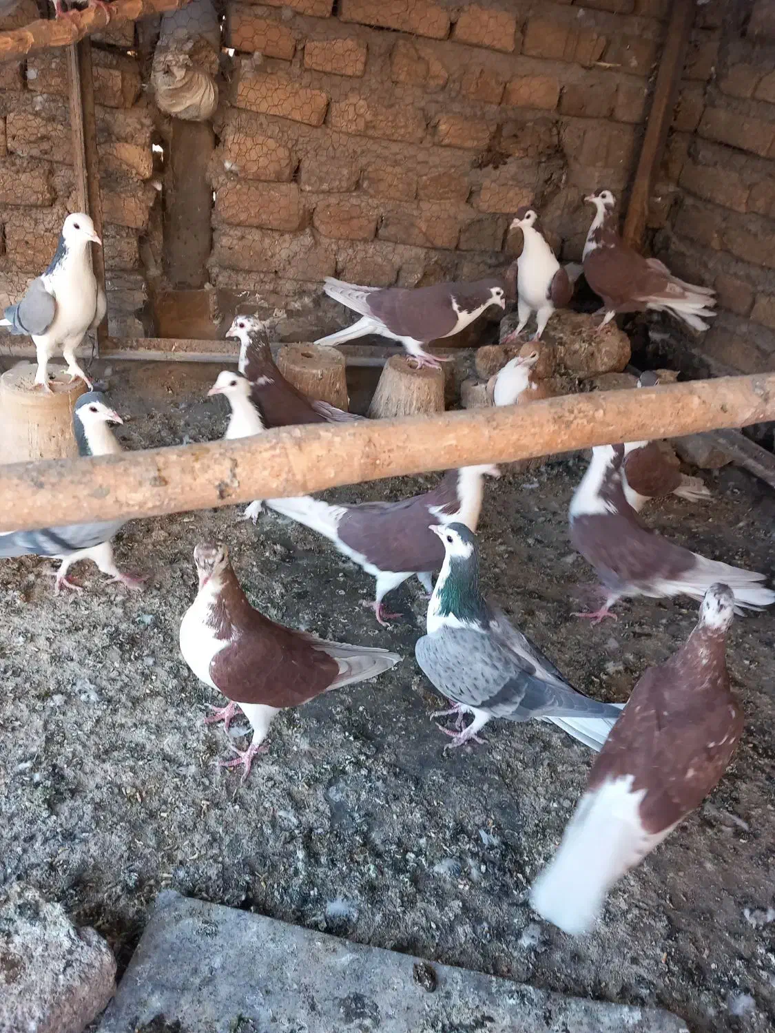 کفتر رنگی|پرنده|اصفهان, دستگرده|دیوار