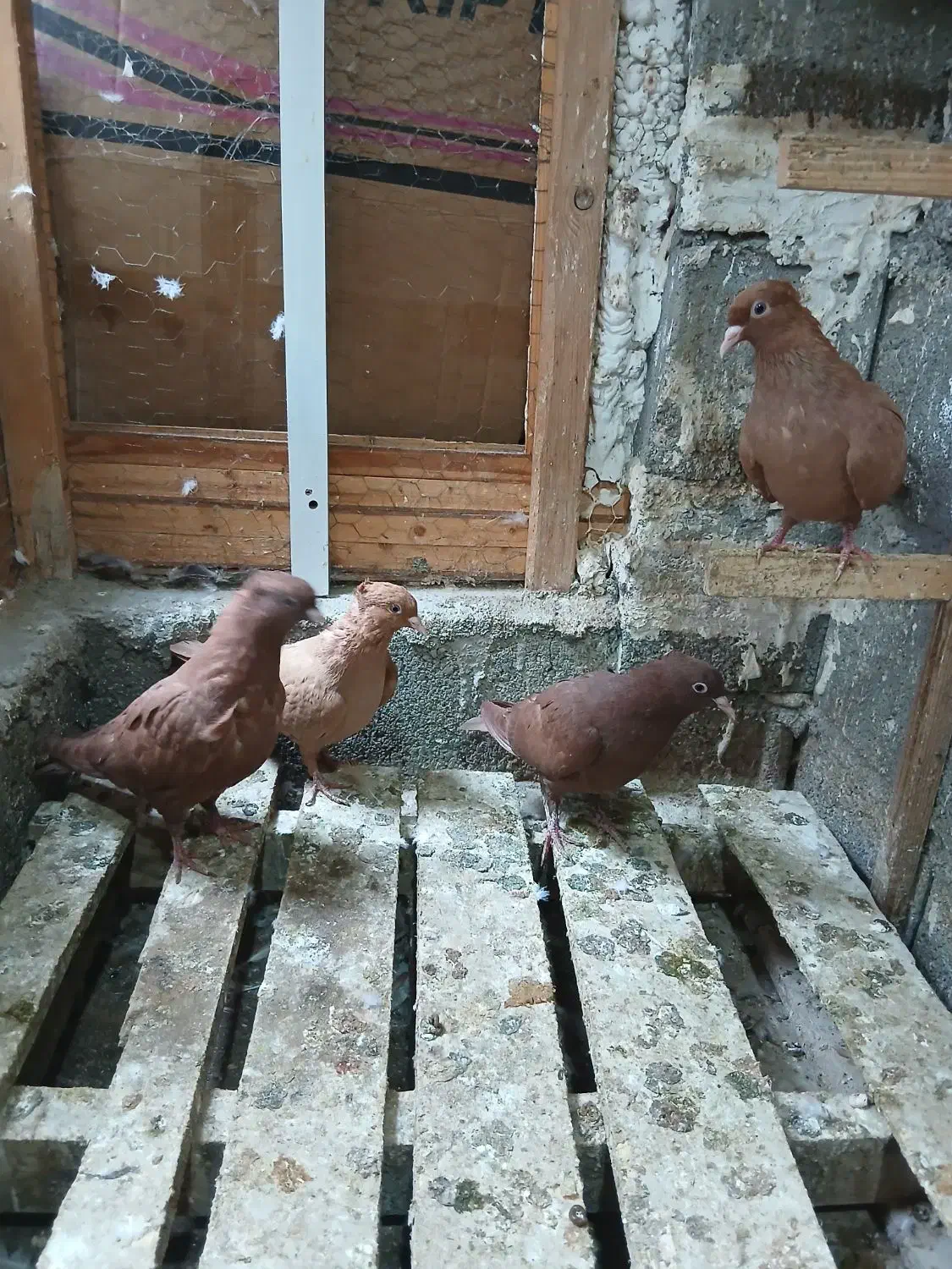 کبوتر|پرنده|بندر کنگان, |دیوار