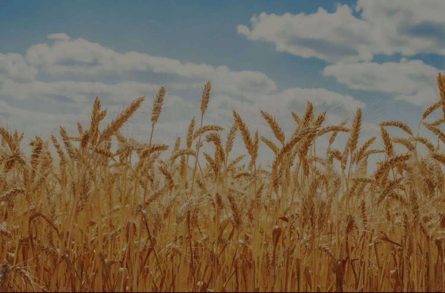 گندم دروم|خدمات باغبانی و درختکاری|بهبهان, |دیوار