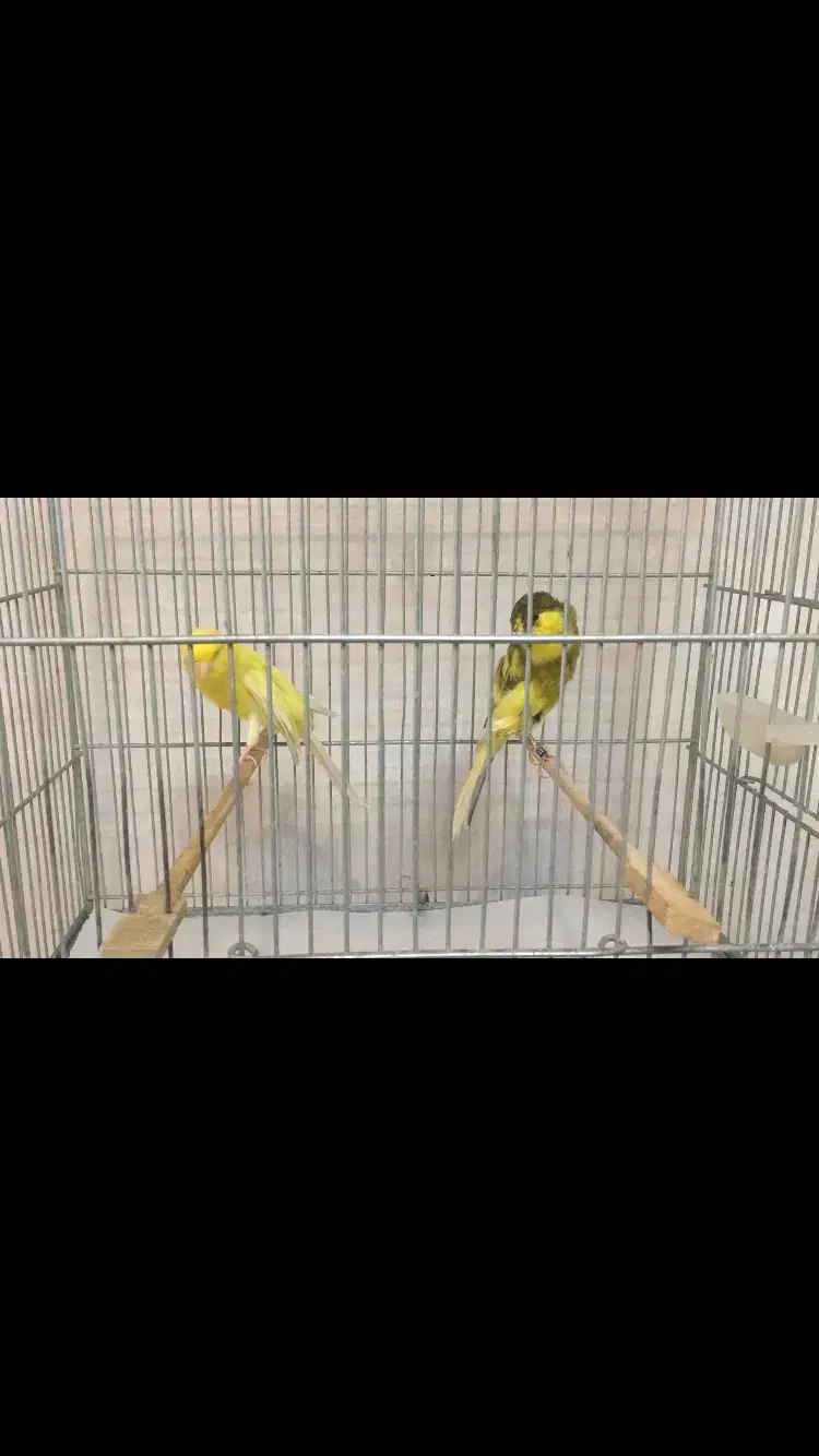 قناری رسمی بلند|پرنده|ری, علایین|دیوار