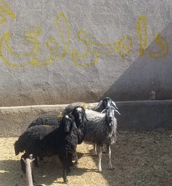 بره ماده بومی|حیوانات مزرعه|قم, شهرک امام حسین|دیوار