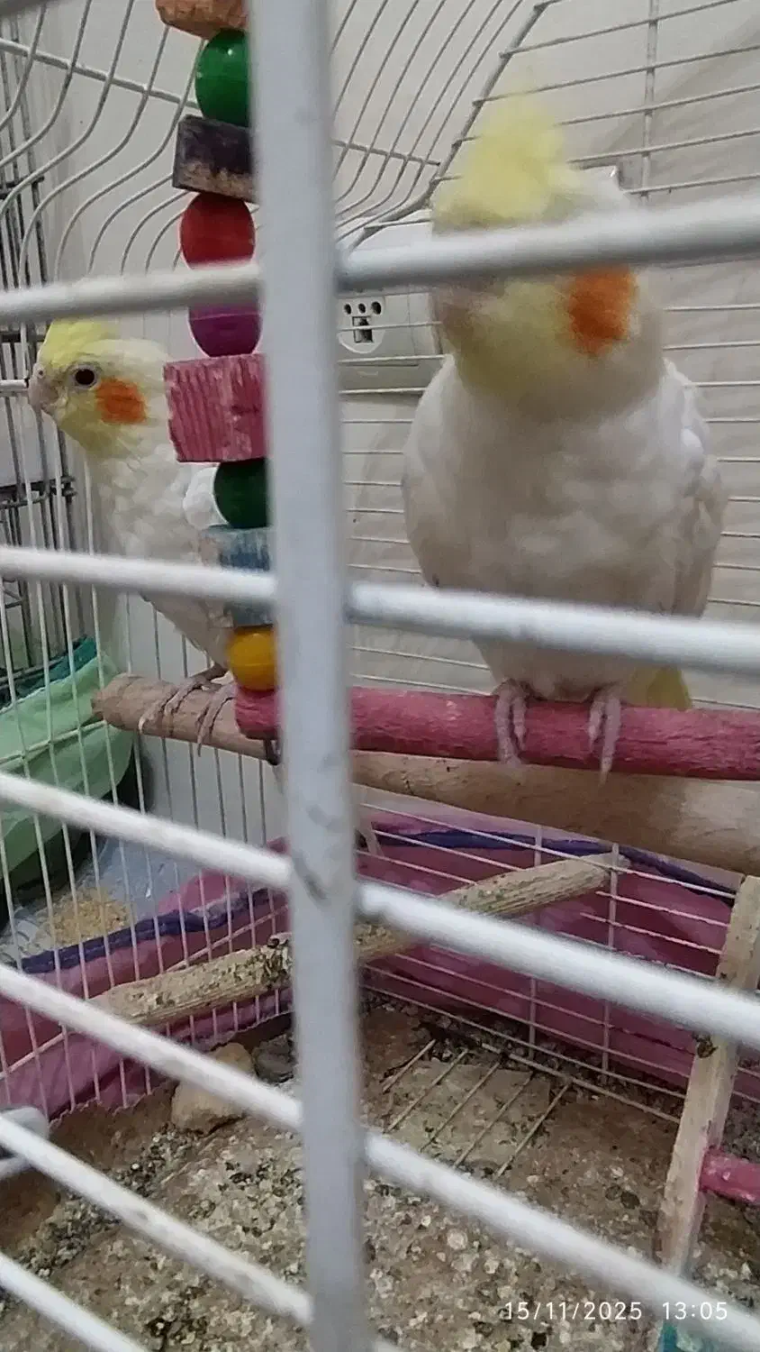 جوجه عروس هلندی|پرنده|تهران, وحیدیه|دیوار