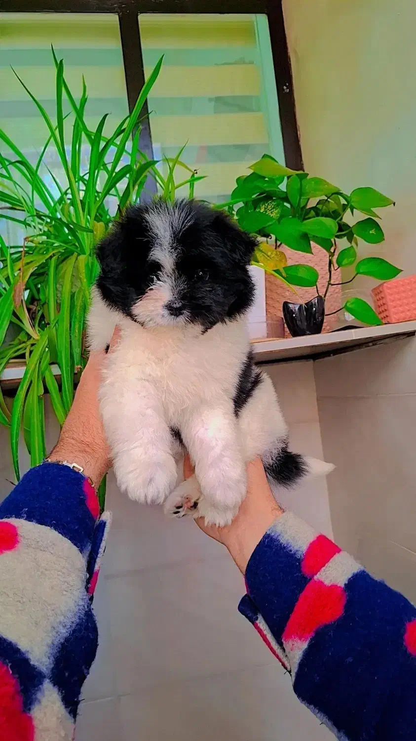 میکس پامر و شیتزو|سگ|رشت, گلسار|دیوار