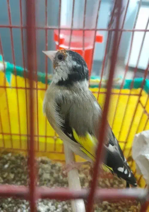 سهره|پرنده|کنگاور, |دیوار