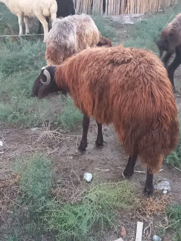 طوقلی|حیوانات مزرعه|سیمین شهر, |دیوار