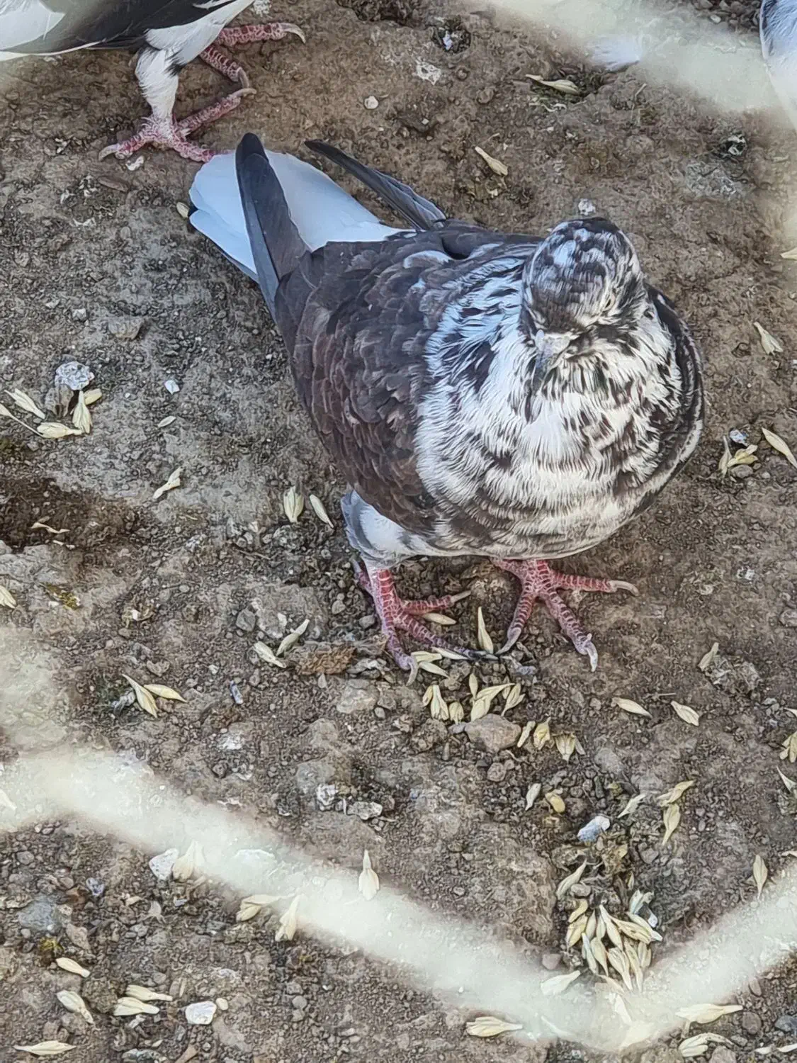 کبوتر پرشی|پرنده|قیدار, |دیوار