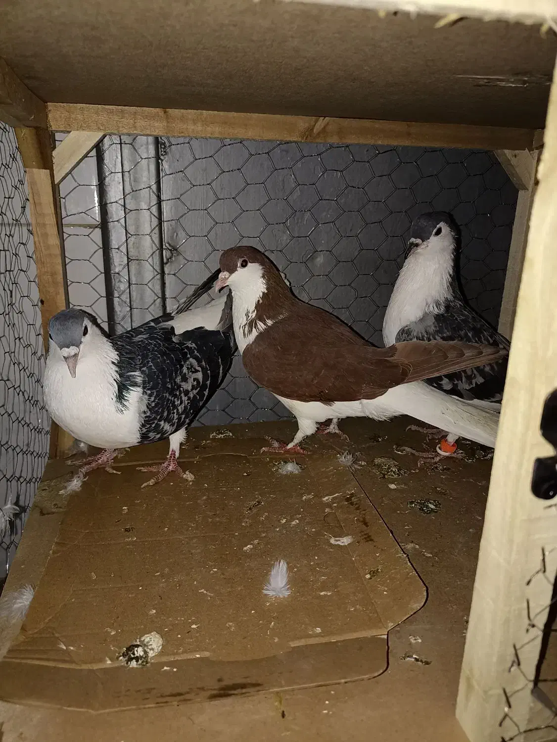 کبوتر ساده ماده و نر|پرنده|مشهد, شهرآرا|دیوار