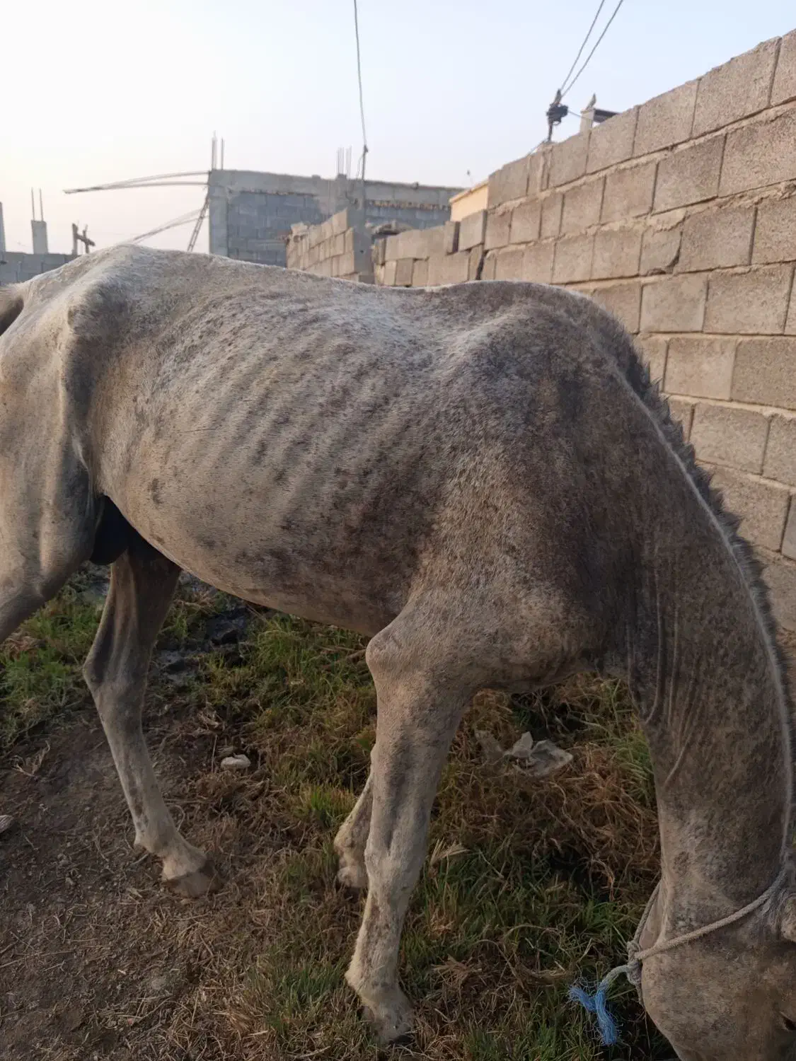 اسب|اسب و تجهیزات اسبسواری|میناب, |دیوار