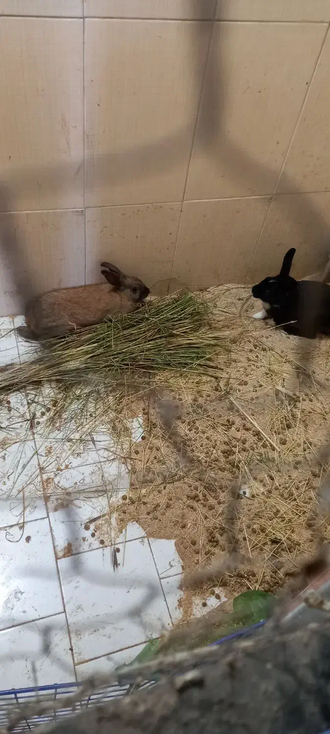 خرگوش یک جفت نر و ماده|موش و خرگوش|ساری, |دیوار