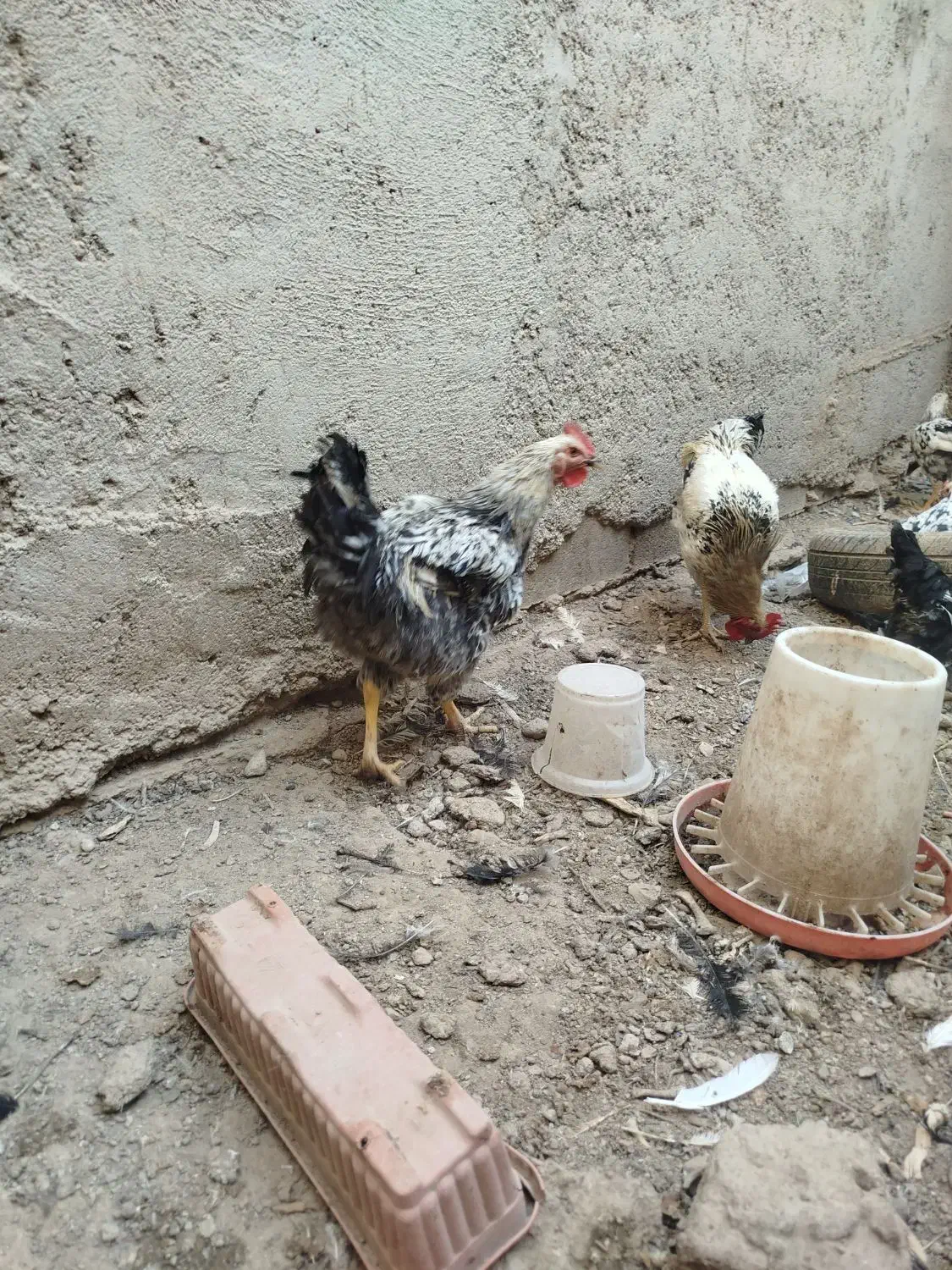 جوجه خروس محلی وگلین|حیوانات مزرعه|شریفآباد, |دیوار