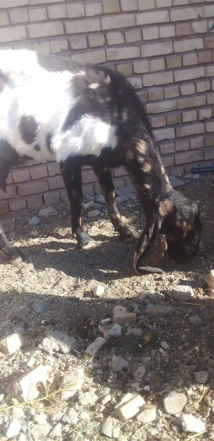 بزپاکستانی ابستن|حیوانات مزرعه|تربت‌حیدریه, پائین ولایت|دیوار