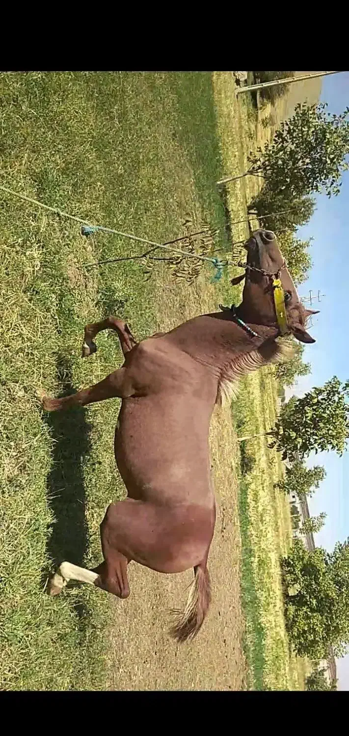 اسب نریان|اسب و تجهیزات اسبسواری|ازنا, |دیوار