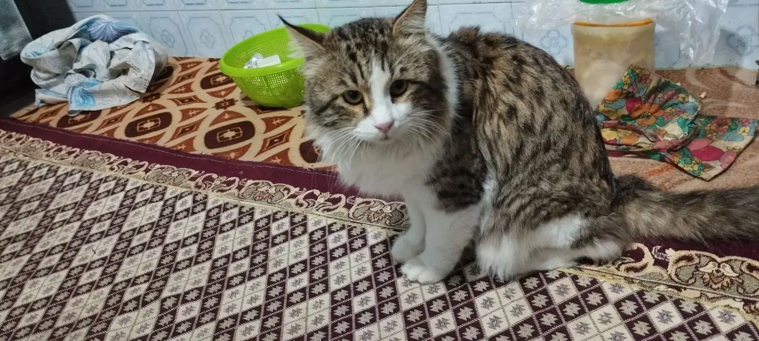 پیداشده|حیوانات|لاهیجان, لفمجان|دیوار