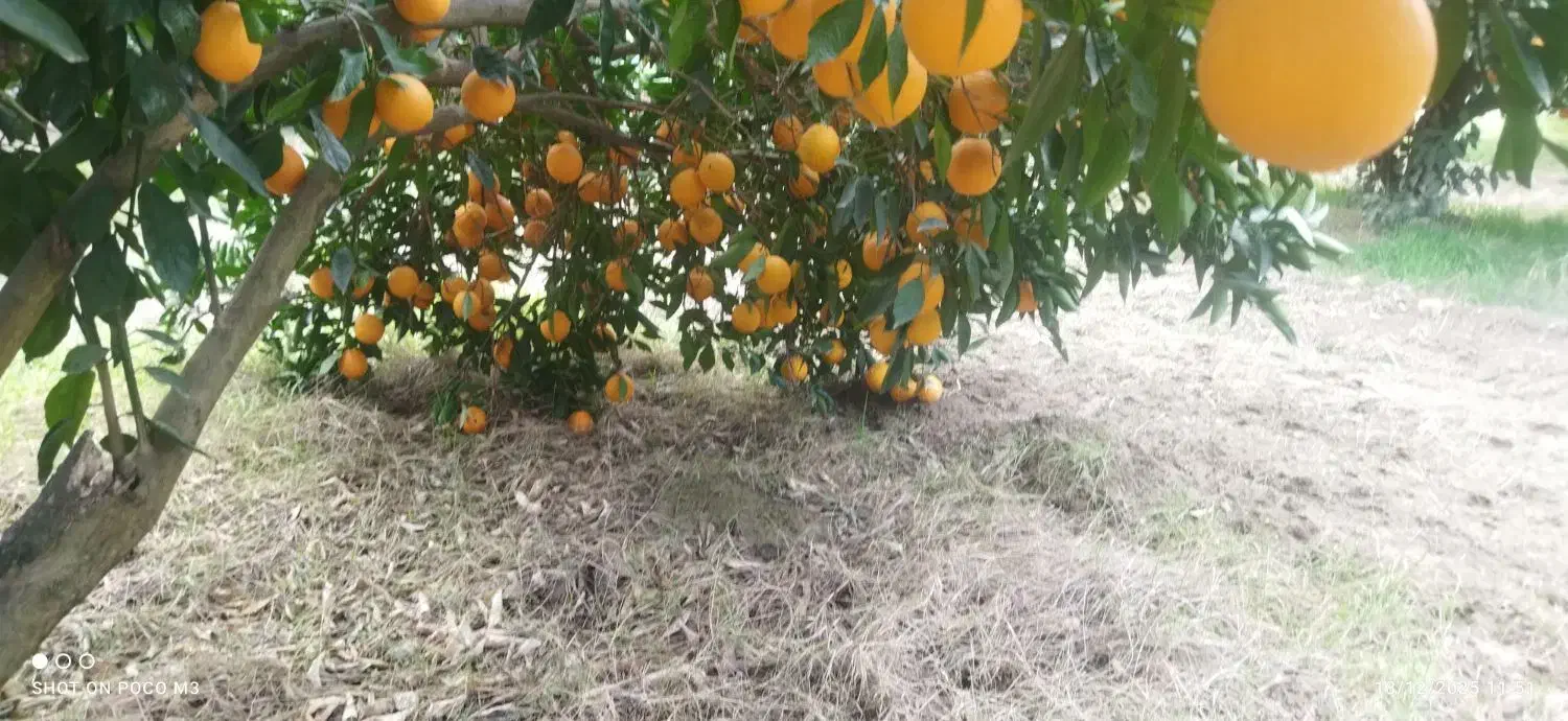 پرتقال|خوردنی و آشامیدنی|کردکوی, |دیوار