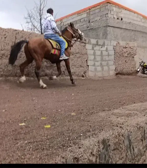 اسب نریان کورد|اسب و تجهیزات اسبسواری|تبریز, |دیوار