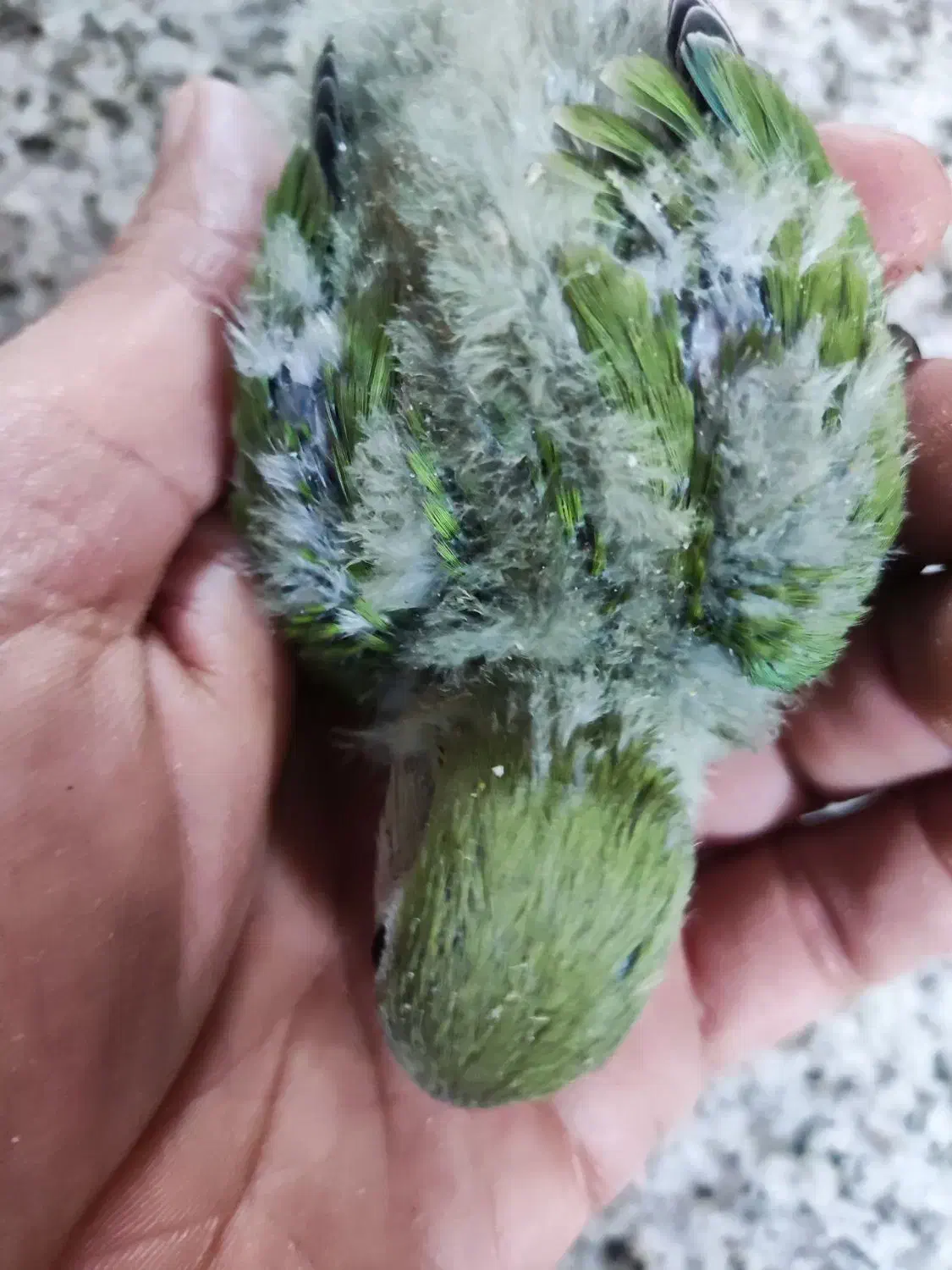 طوطی برزیلی|پرنده|جهرم, |دیوار