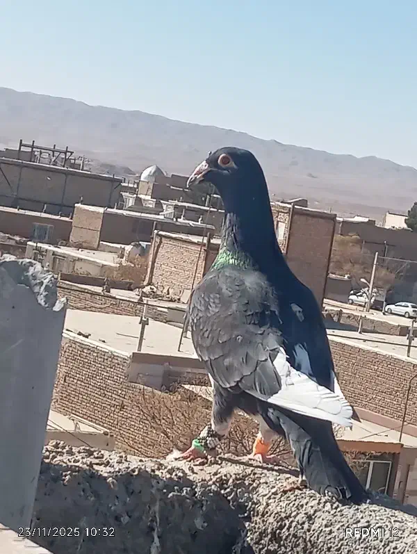 کفتر پرشی|پرنده|سلامی, |دیوار