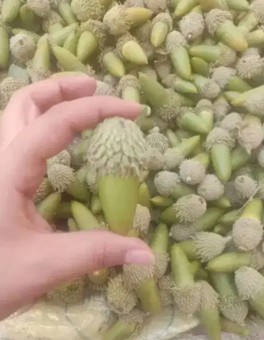 بلوط تازه یاسوج|خوردنی و آشامیدنی|چیتاب, |دیوار