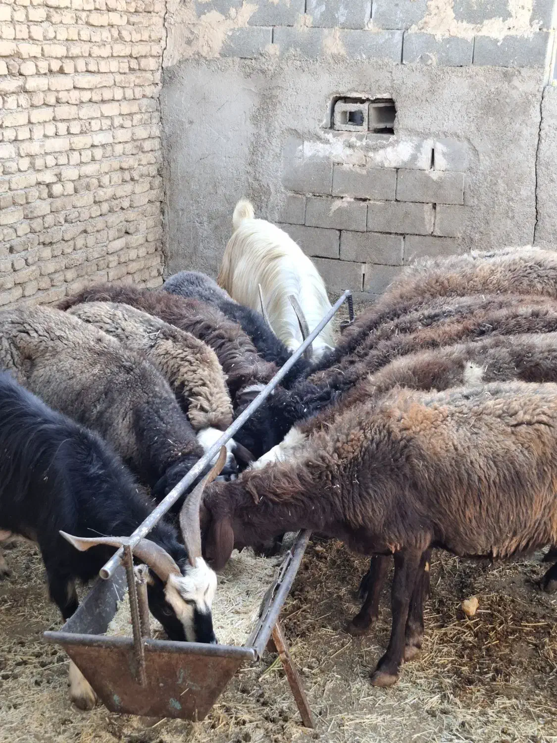 میش بره بزغاله|حیوانات مزرعه|پاکدشت, پاکدشت (مامازند)|دیوار