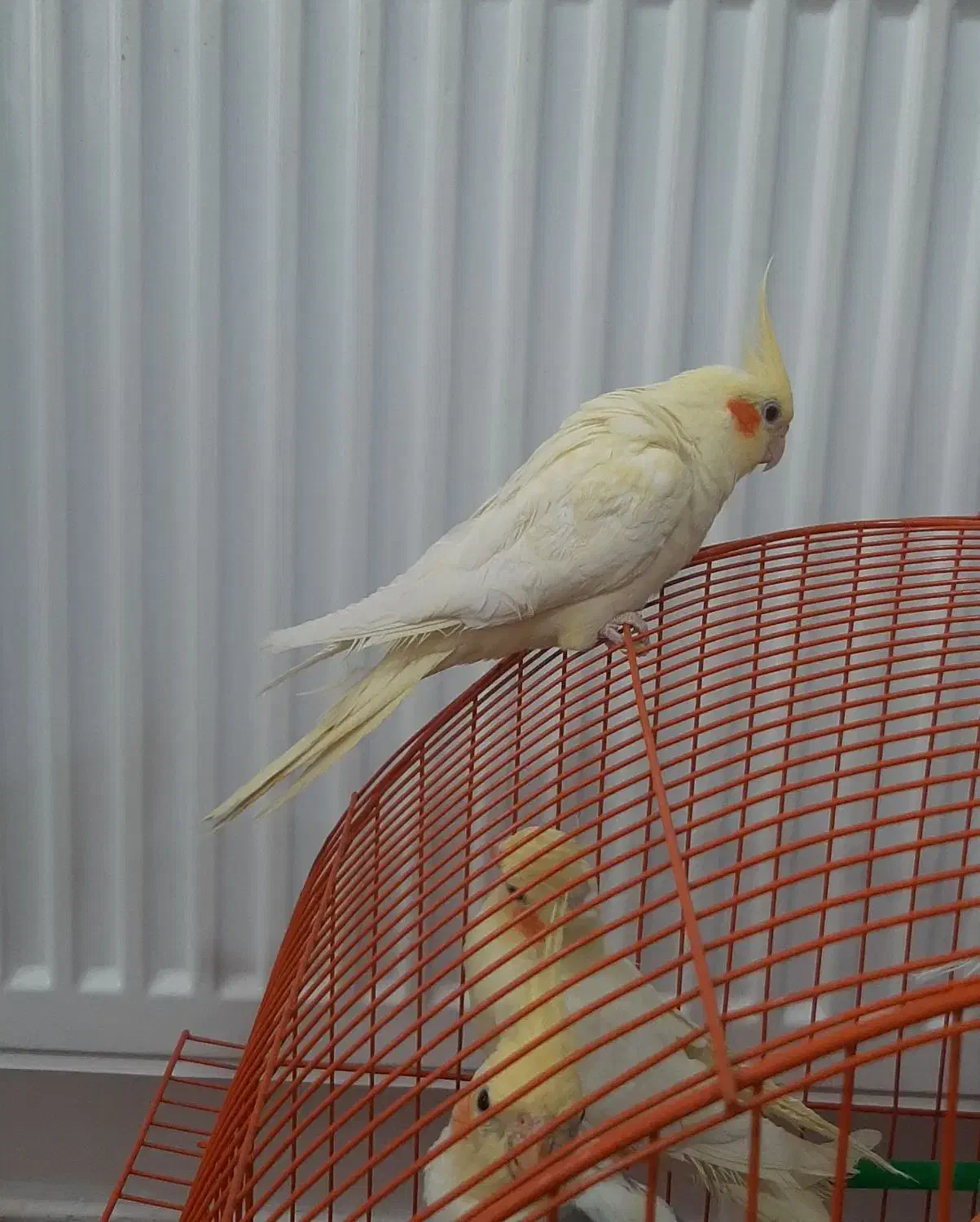 عروس هلندی|پرنده|نقده, |دیوار