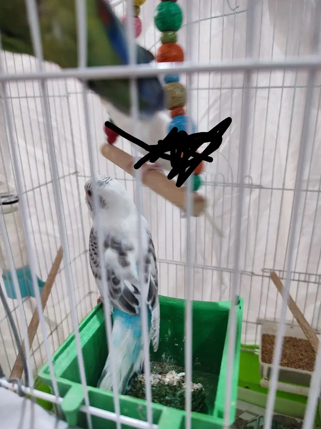 طوطی برزیلی و مرغ عشق|پرنده|پیشوا, |دیوار