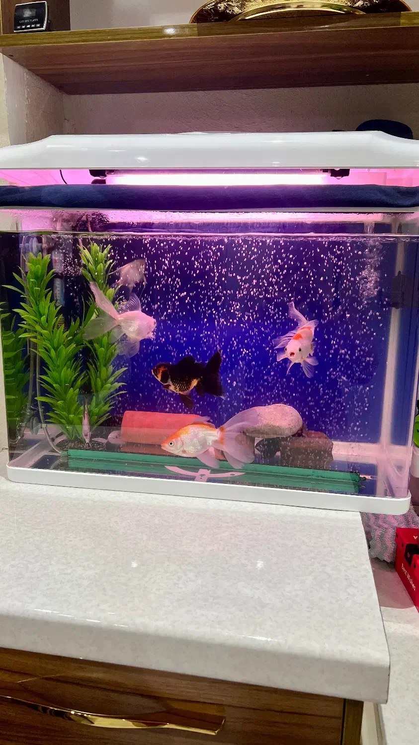 فروش آکواریوم|ماهی|رشت, دیلمان|دیوار