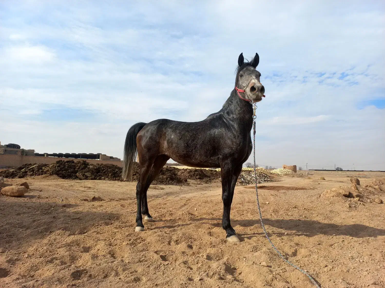 مادیان|اسب و تجهیزات اسبسواری|مبارکه, |دیوار