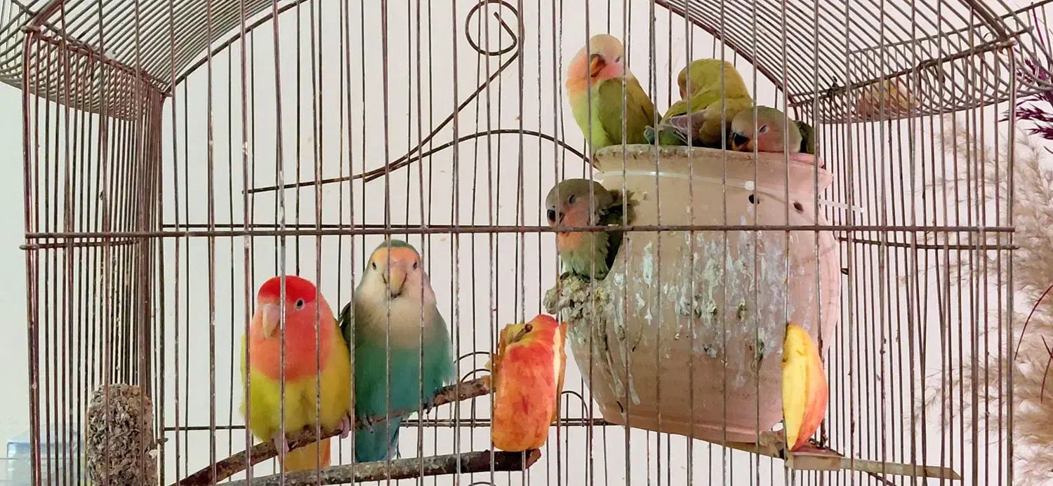 خانواده طوطی برزیلی (جفت+۴جوجه+تخم جدید)|پرنده|تهران, طرشت|دیوار