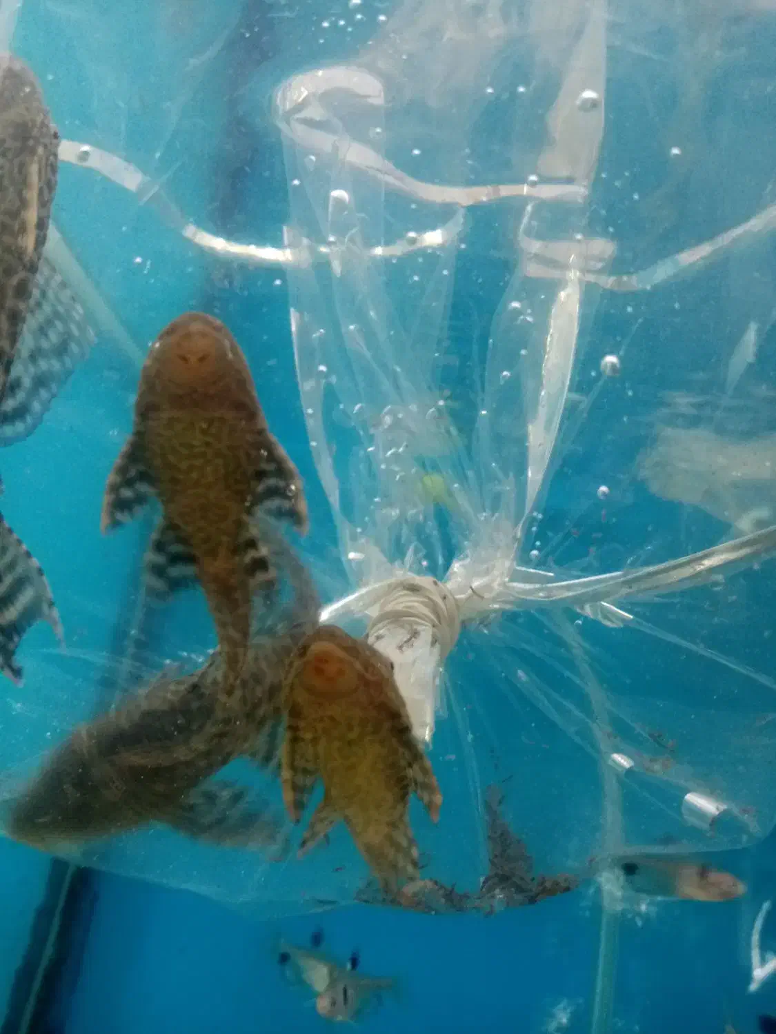 ماهی کت پوزه ای|ماهی|تربتحیدریه, ابوذر|دیوار