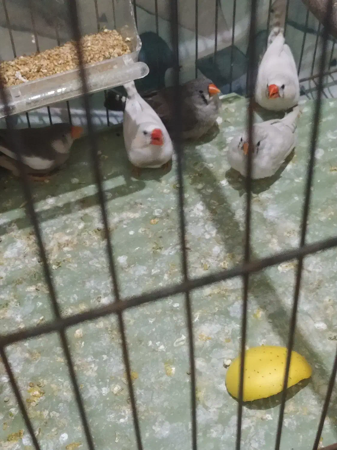 فنچ ‌|پرنده|گرگان, |دیوار