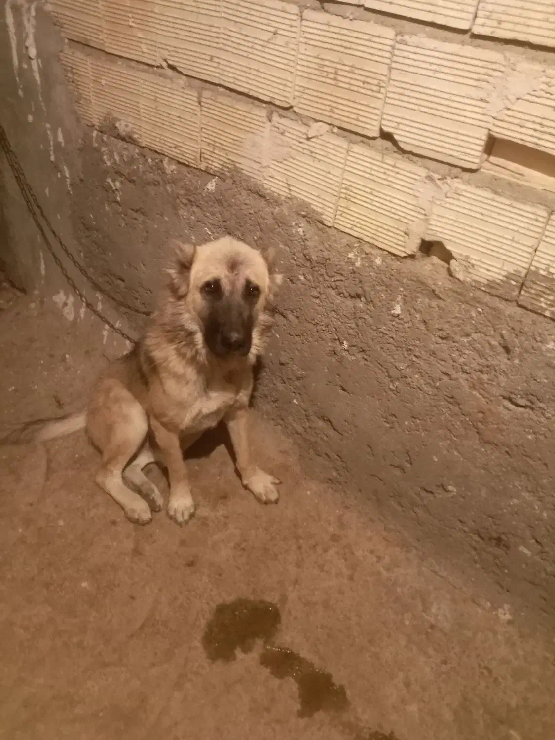 سگ نگهبان|سگ|اسکو, |دیوار