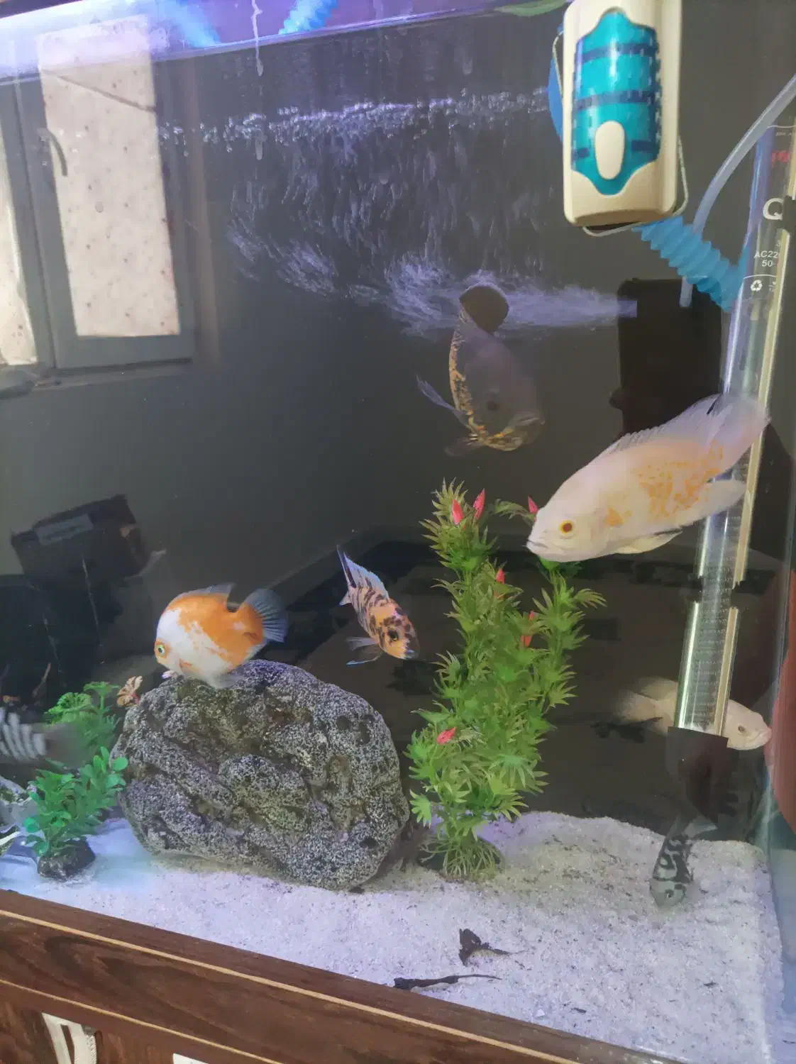 آکواریوم و تعدادی ماهی|ماهی|تهران, صادقیه|دیوار