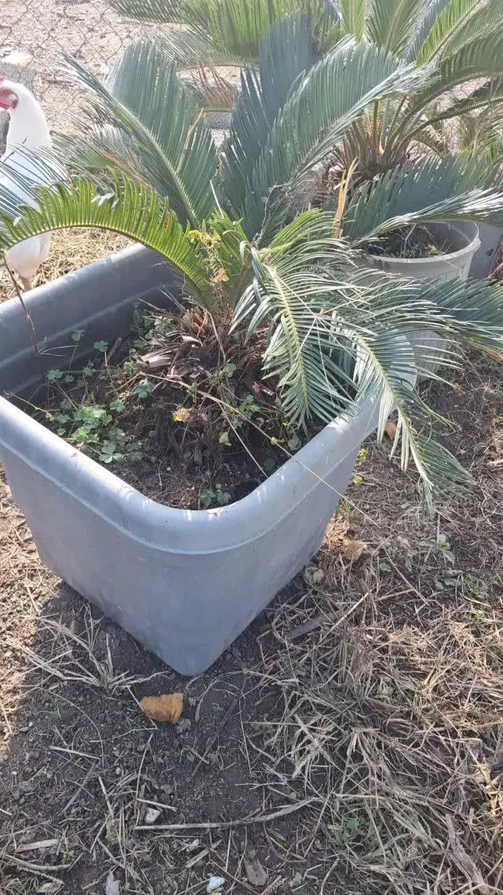 سیکاس|گل و گیاه طبیعی|نشتارود, |دیوار