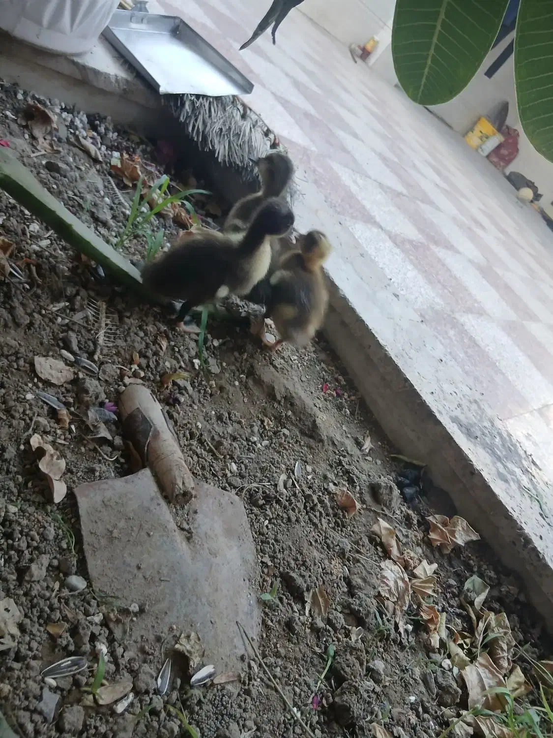 جوجه اردک|حیوانات مزرعه|میناب, |دیوار