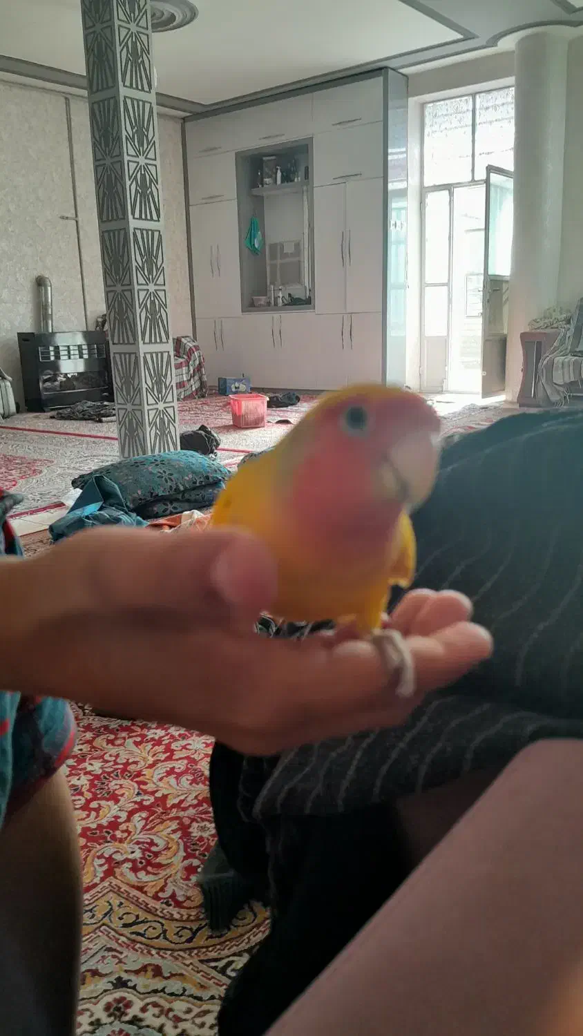 طوطی|پرنده|کرمان, |دیوار