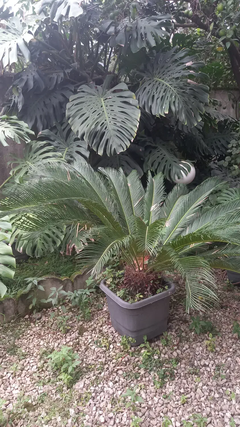 فروش گل برگ انجیری و سیکاس|گل و گیاه طبیعی|کلارآباد, |دیوار