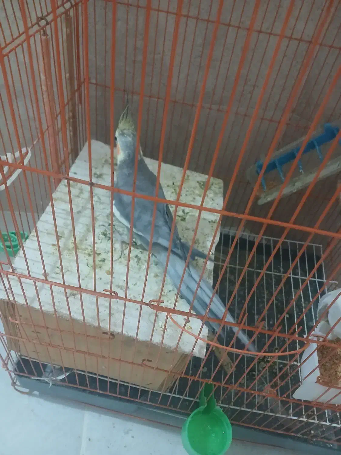 عروس معاوظه با کبوتر|پرنده|ایلخچی, |دیوار