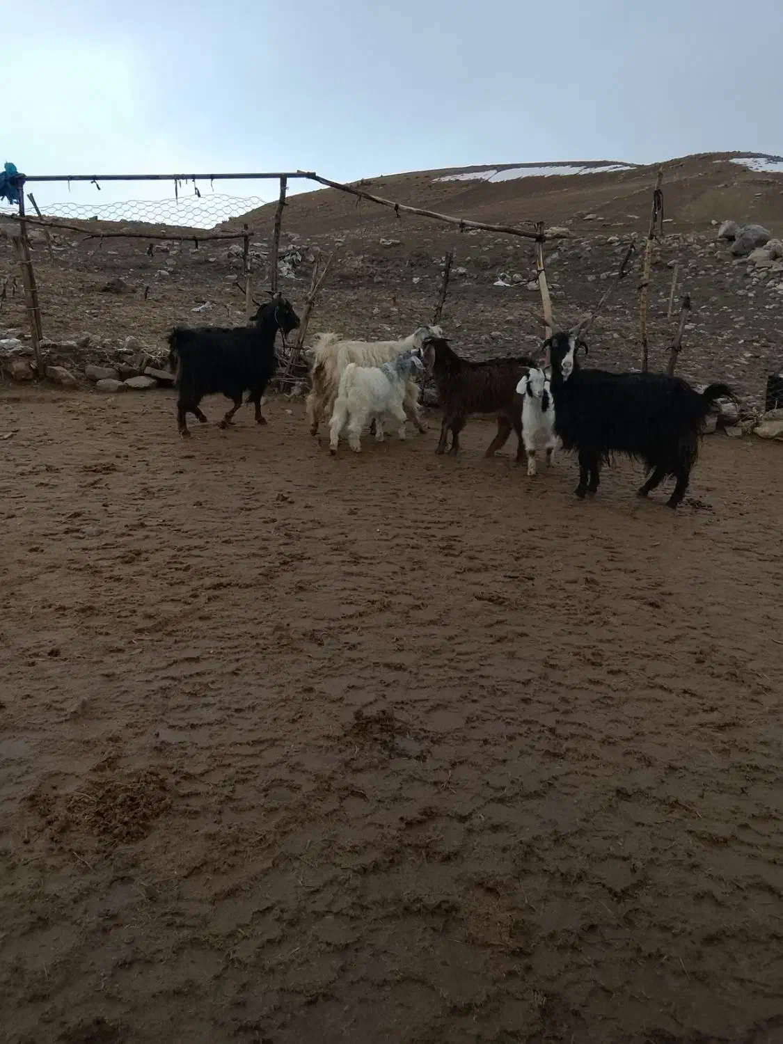 بز و بزغاله|حیوانات مزرعه|شیروان (لرستان), |دیوار