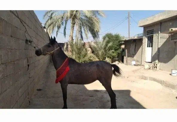 اسب مادیان|اسب و تجهیزات اسب‌سواری|شیراز, منصورآباد|دیوار